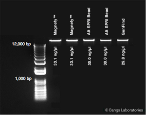 Magzilla Microsphere Introduced by Bangs Laboratories - Magnetics Magazine